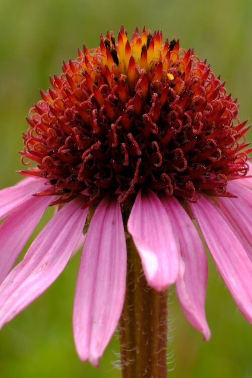 Echinacea (ebook)