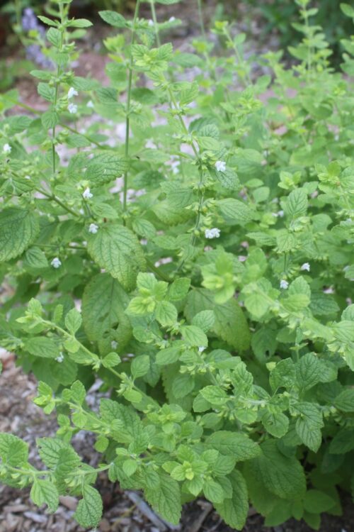 Lemon Balm (ebook)