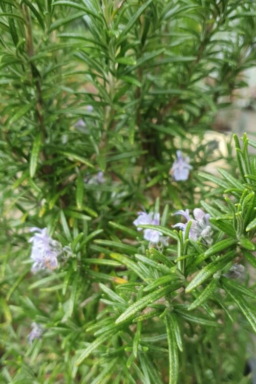 Rosemary, Remember Rosemary (ebook)