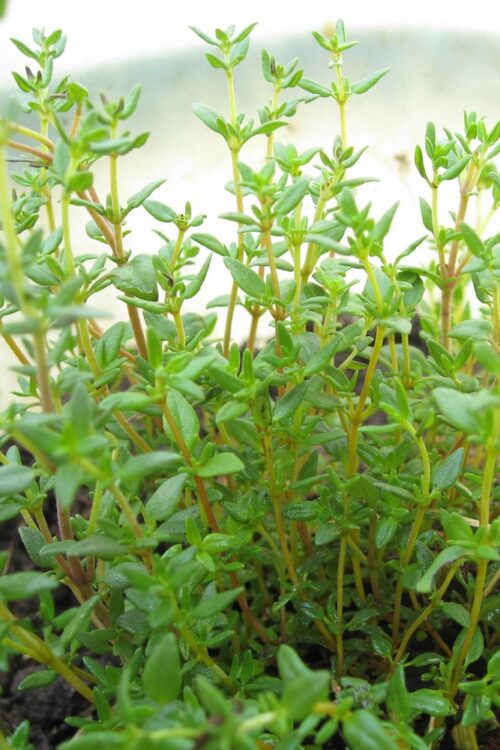 Thyme to Eat (ebook)