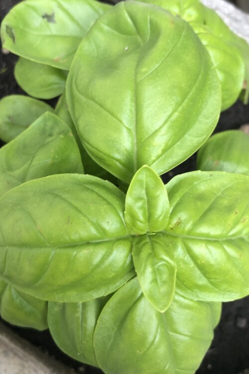 Bombastic Basil (ebook)