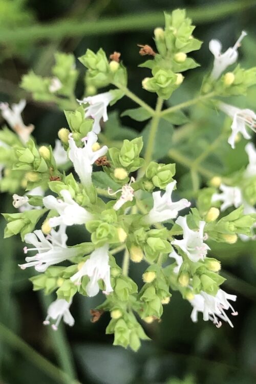 Outrageous Oregano (ebook)