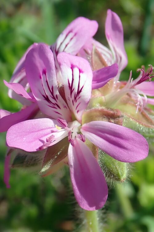 Scented Geraniums (ebook)