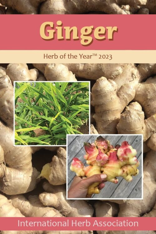 Ginger: Herb Of The Year™ 2023