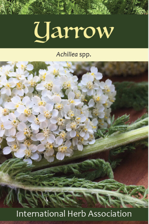 Yarrow: Herb Of The Year™ 2024
