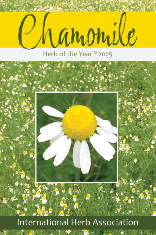 Chamomile: Herb Of The Year™ 2025