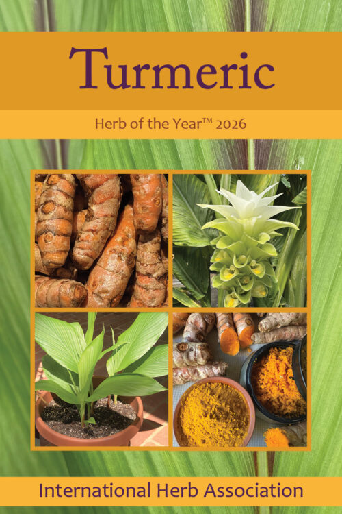 Turmeric: Herb Of The Year 2026